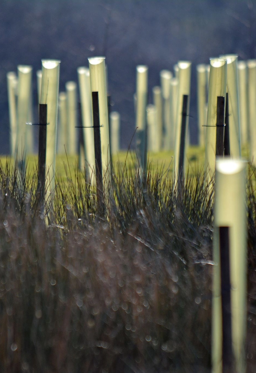 Moor Trees Image of tree planting by Moor Trees
